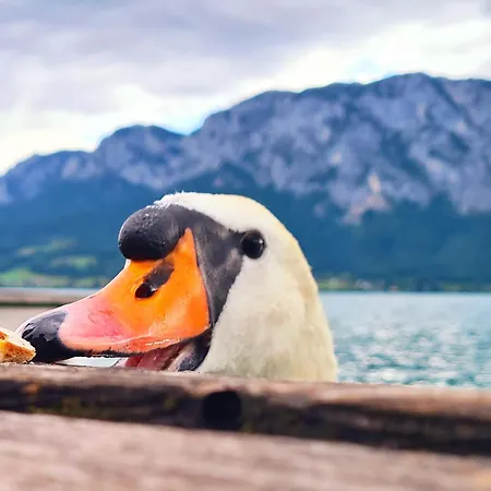 Loindl Appartement Unterach am Attersee