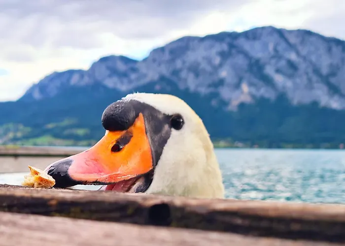 Loindl Daire Unterach am Attersee